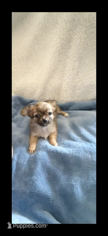 Little Bear – Chihuahua puppy for sale in Inman, SC