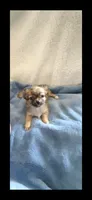 Little Bear, a male Chihuahua for sale in Inman, SC – 1 of 4