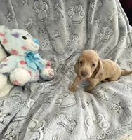Tiny Lavender Dapple with Blue Eyes, a male Miniature Dachshund for sale in Inman, SC – Photo 5 of 5