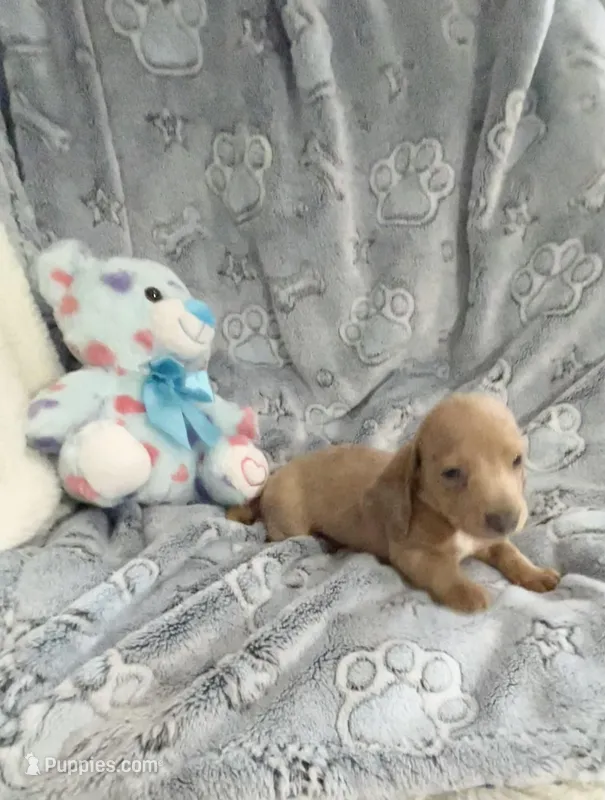 Tiny Lavender Dapple with Blue Eyes