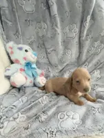 Tiny Lavender Dapple with Blue Eyes, a male Miniature Dachshund for sale in Inman, SC – Photo 2 of 5