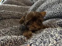 Teeny tiny Cocoa ( Pocketbook Baby), a female Yorkshire Terrier for sale in Inman, SC – Photo 8 of 8