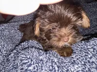 Teeny tiny Cocoa ( Pocketbook Baby), a female Yorkshire Terrier for sale in Inman, SC – Photo 7 of 8