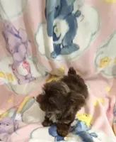 Teeny tiny Cocoa ( Pocketbook Baby), a female Yorkshire Terrier for sale in Inman, SC – Photo 2 of 8