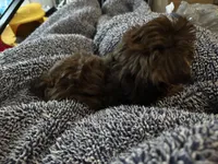 Teeny tiny Cocoa ( Pocketbook Baby), a female Yorkshire Terrier for sale in Inman, SC – Photo 5 of 8