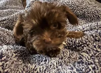 Teeny tiny Cocoa ( Pocketbook Baby), a female Yorkshire Terrier for sale in Inman, SC – Photo 4 of 8