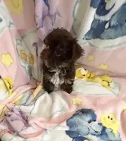 Teeny tiny Cocoa ( Pocketbook Baby), a female Yorkshire Terrier for sale in Inman, SC – Photo 3 of 8