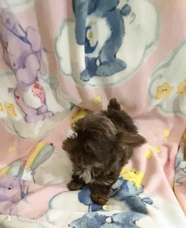 Teeny tiny Cocoa ( Pocketbook Baby) – Yorkshire Terrier puppy for sale in Inman, SC