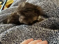 Teeny tiny Cocoa ( Pocketbook Baby), a female Yorkshire Terrier for sale in Inman, SC – Photo 6 of 8