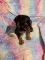 Ms. Tootsie, a female Miniature Dachshund for sale in Inman, SC – 2 of 6