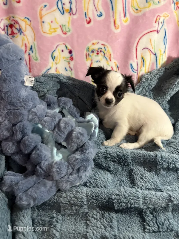 Rambo – Chihuahua puppy for sale in Inman, SC