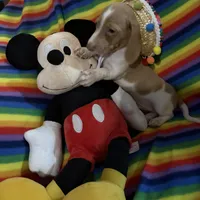 Lavender and White Mini Dachshund, a male Miniature Dachshund for sale in Inman, SC – 5 of 9