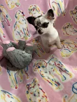 Little Teeny Tiny Diva, a female Chihuahua for sale in Inman, SC – 3 of 6