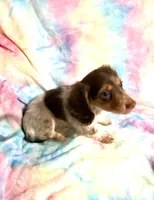Ms. Fancy, a female Miniature Dachshund for sale in Inman, SC – 5 of 7