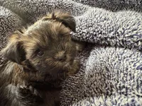 Chocolate Truffle, a male Morkie for sale in Inman, SC – Photo 9 of 9