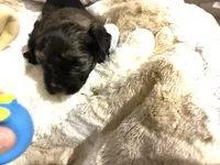 Chocolate Truffle, a male Morkie for sale in Inman, SC – Photo 5 of 6