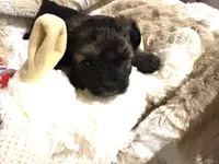 Chocolate Truffle, a male Morkie for sale in Inman, SC – Photo 6 of 6