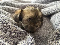 Chocolate Truffle, a male Morkie for sale in Inman, SC – Photo 8 of 9