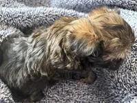 Chocolate Truffle, a male Morkie for sale in Inman, SC – Photo 5 of 9