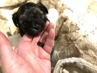 Chocolate Truffle, a male Morkie for sale in Inman, SC – Photo 3 of 6