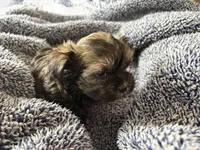 Chocolate Truffle, a male Morkie for sale in Inman, SC – Photo 2 of 9