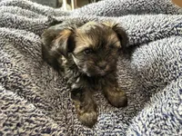 Chocolate Truffle, a male Morkie for sale in Inman, SC – Photo 4 of 9