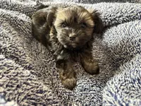 Chocolate Truffle, a male Morkie for sale in Inman, SC – Photo 1 of 9