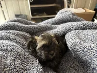 Chocolate Truffle, a male Morkie for sale in Inman, SC – Photo 7 of 9