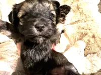 Chocolate Truffle, a male Morkie for sale in Inman, SC – Photo 1 of 6