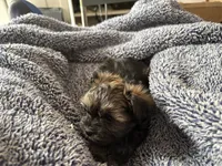 Chocolate Truffle, a male Morkie for sale in Inman, SC – Photo 6 of 9