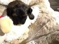 Chocolate Truffle, a male Morkie for sale in Inman, SC – Photo 4 of 6