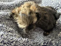 Chocolate Truffle, a male Morkie for sale in Inman, SC – Photo 3 of 9