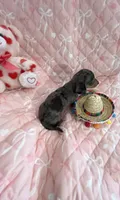 Teeny Tiny Blue Dapple Girl , a female Miniature Dachshund for sale in Inman, SC – Photo 2 of 6