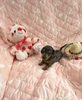 Teeny Tiny Blue Dapple Girl , a female Miniature Dachshund for sale in Inman, SC – Photo 3 of 6