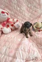 Teeny Tiny Blue Dapple Girl , a female Miniature Dachshund for sale in Inman, SC – Photo 4 of 6