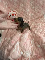 Teeny Tiny Blue Dapple Girl , a female Miniature Dachshund for sale in Inman, SC – Photo 6 of 6