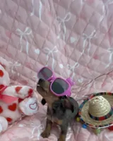 Teeny Tiny Blue Dapple Girl , a female Miniature Dachshund for sale in Inman, SC – Photo 1 of 6