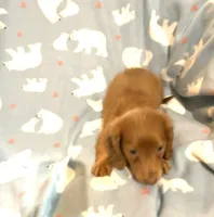 Mr. Lancelot, a male Miniature Dachshund for sale in Inman, SC – 5 of 7