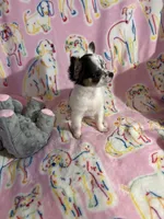 Little Teeny Tiny Diva, a female Chihuahua for sale in Inman, SC – 4 of 6