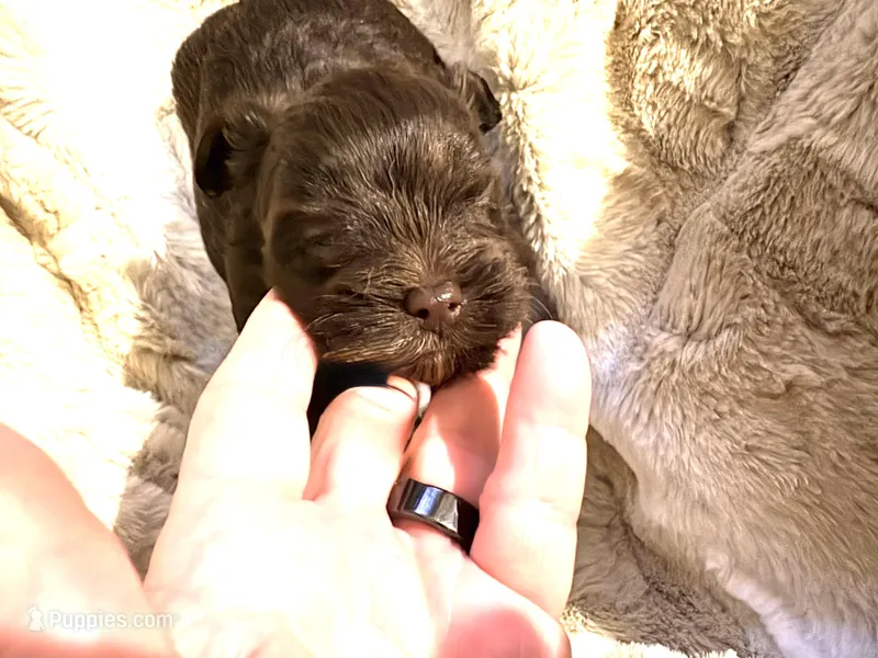 Little Hershey – Yorkshire Terrier puppy for sale in Inman, SC