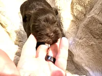 Little Hershey, a male Yorkshire Terrier for sale in Inman, SC – Photo 1 of 4