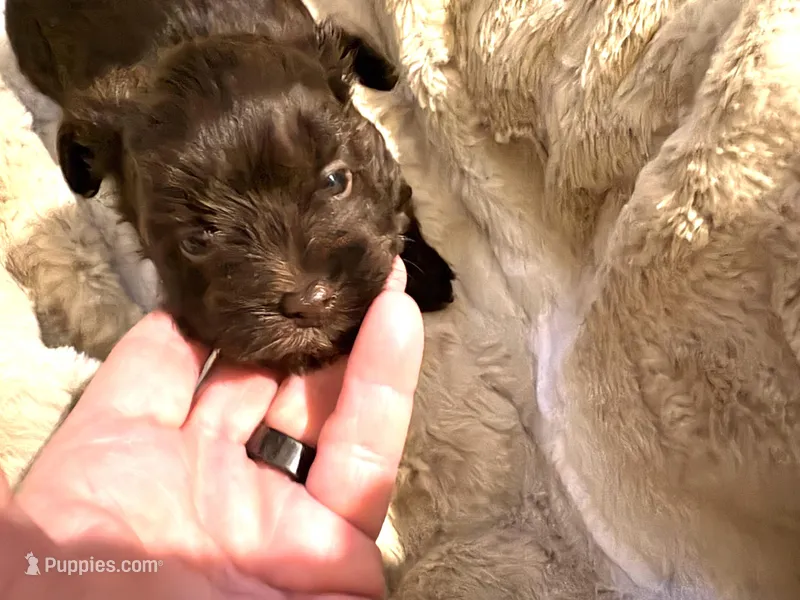 Little Hershey – Yorkshire Terrier puppy for sale in Inman, SC