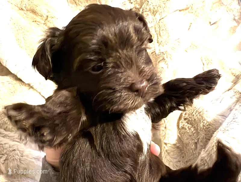 Little Hershey – Yorkshire Terrier puppy for sale in Inman, SC