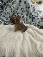 Tiny Little Bear (Pocket book baby), a male Chihuahua for sale in Inman, SC – 4 of 6
