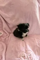 Tiny Princess Bootsy (Pocket Book Baby), a female Yorkshire Terrier for sale in Inman, SC – 5 of 6
