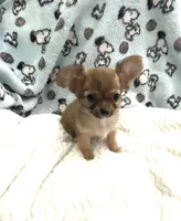 Teeny tiny little Prince, a male Chihuahua for sale in Inman, SC – 2 of 5