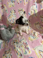 Little Teeny Tiny Diva, a female Chihuahua for sale in Inman, SC – 2 of 6
