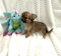 Tiny Little Bear, a male Chihuahua for sale in Inman, SC – 2 of 7