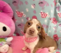 Lavender Rose, a female Miniature Dachshund for sale in Inman, SC – 6 of 7
