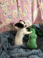 Roman, a male Chihuahua for sale in Inman, SC – 4 of 5